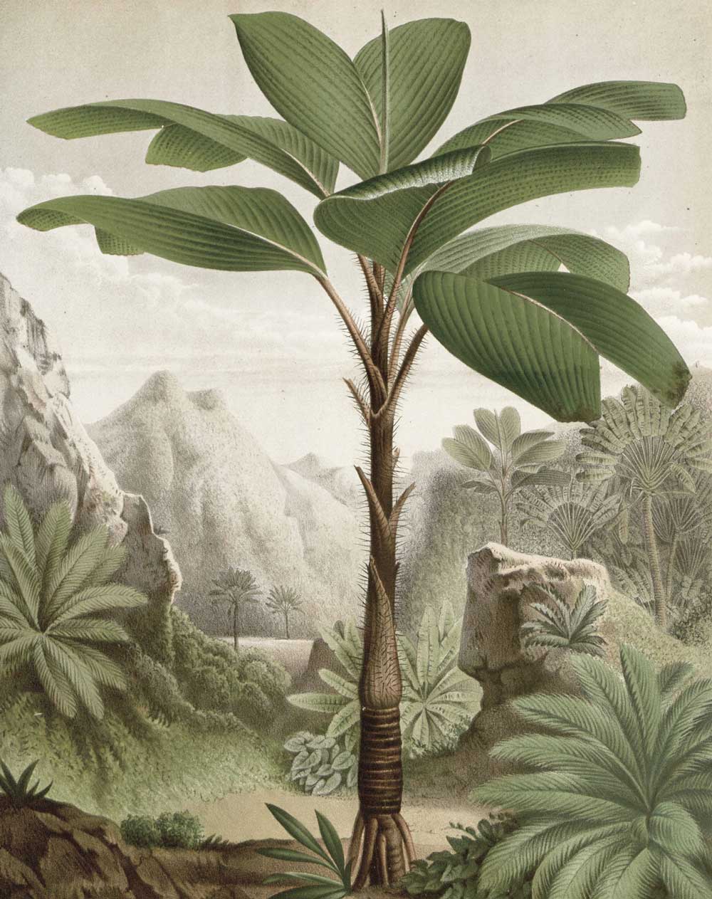 Wallpaper Panel Banana Tree, 142.5 x 180 cm