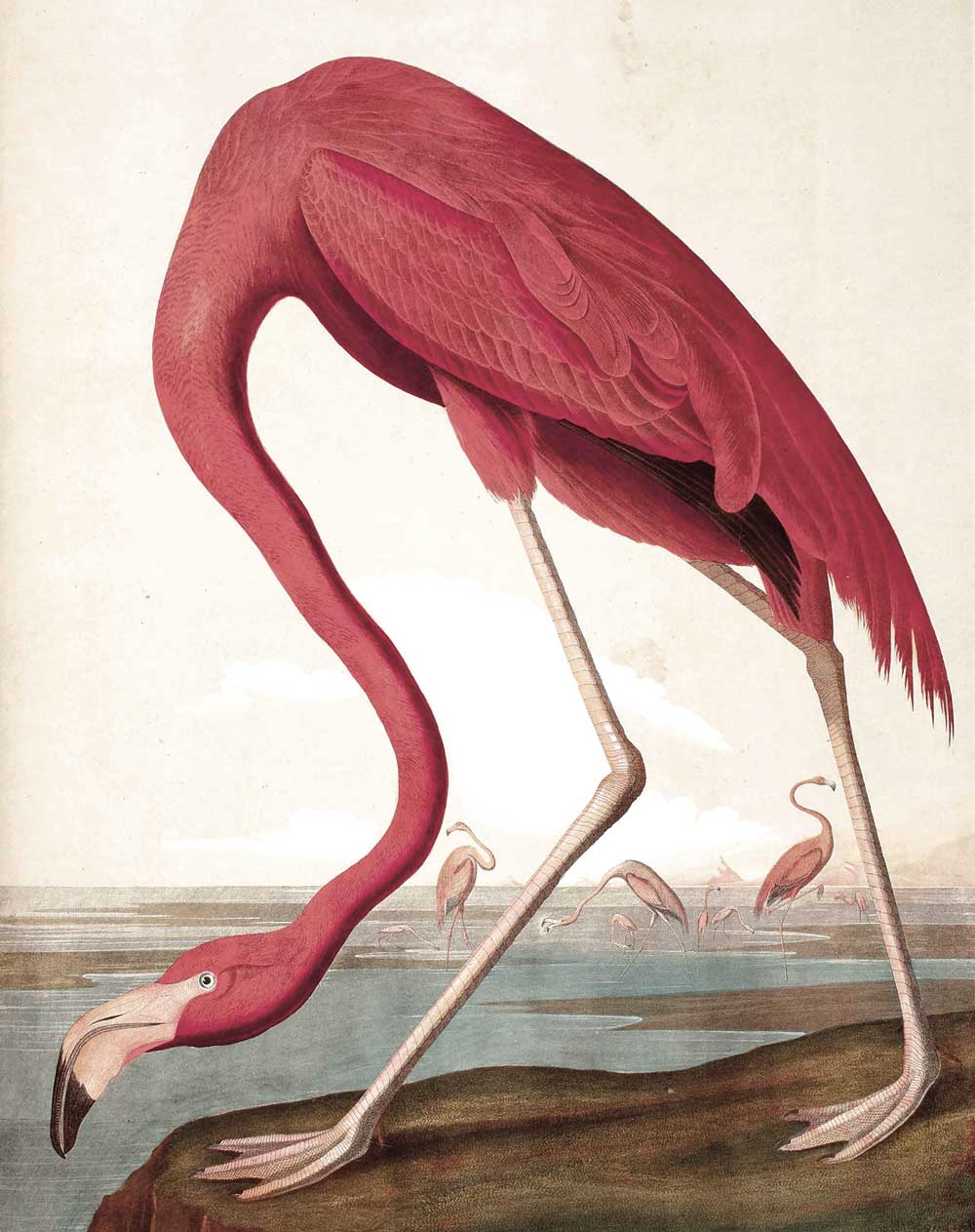 Wallpaper Panel Flamingo, 142.5 x 180 cm