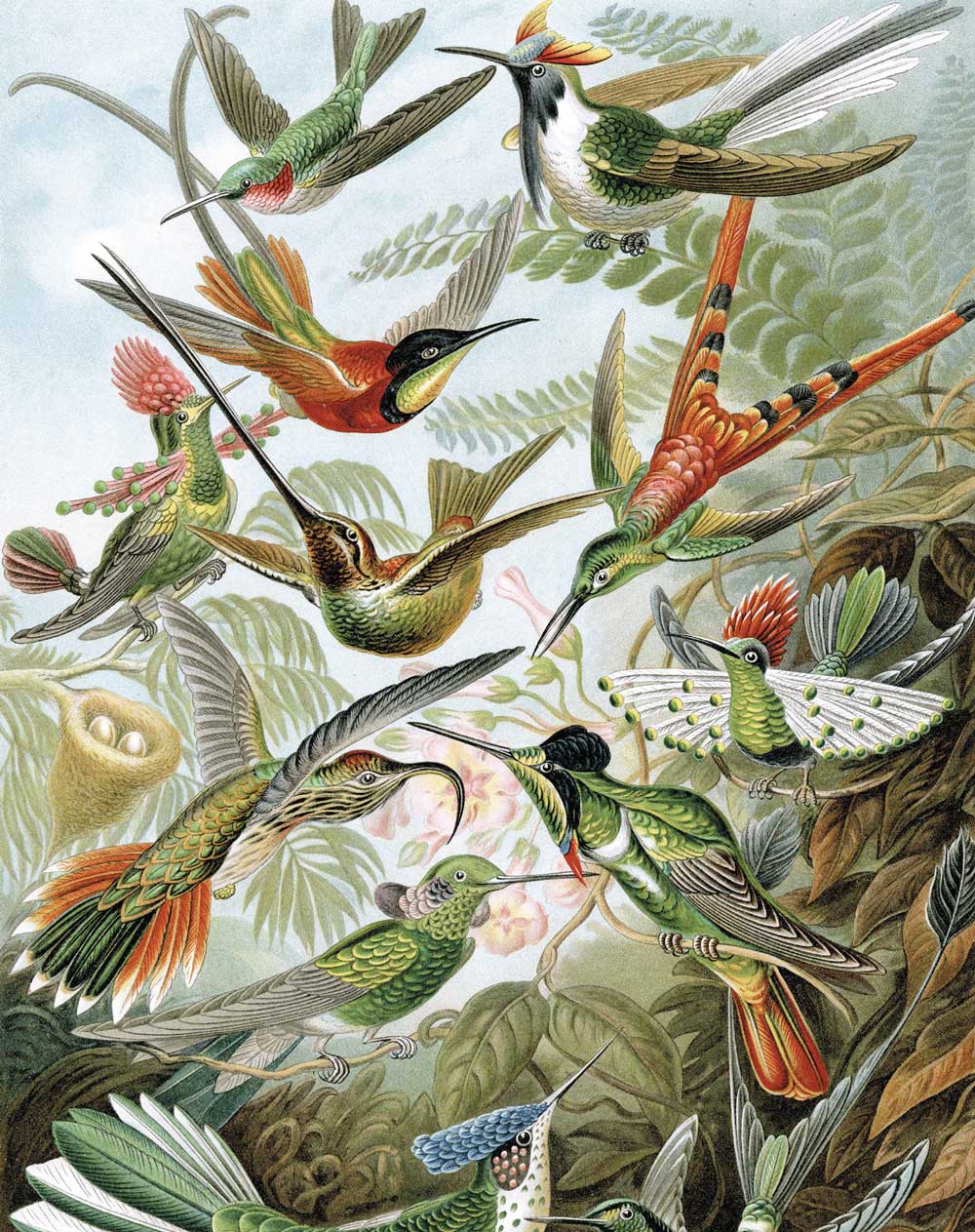 Wallpaper Panel Exotic Birds, 142.5 x 180 cm