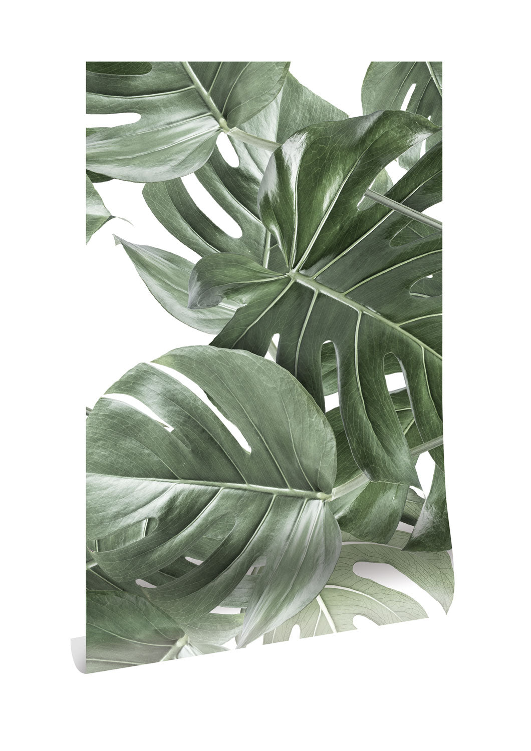 Bladeren behang Monstera, 97.4 x 280 cm, WP-584, Packshot