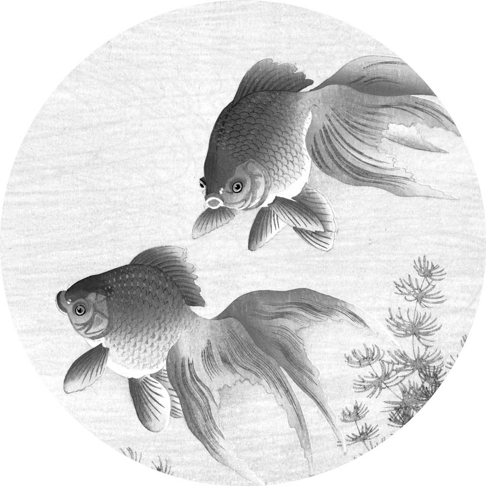 Wallpaper Circle Goldfish