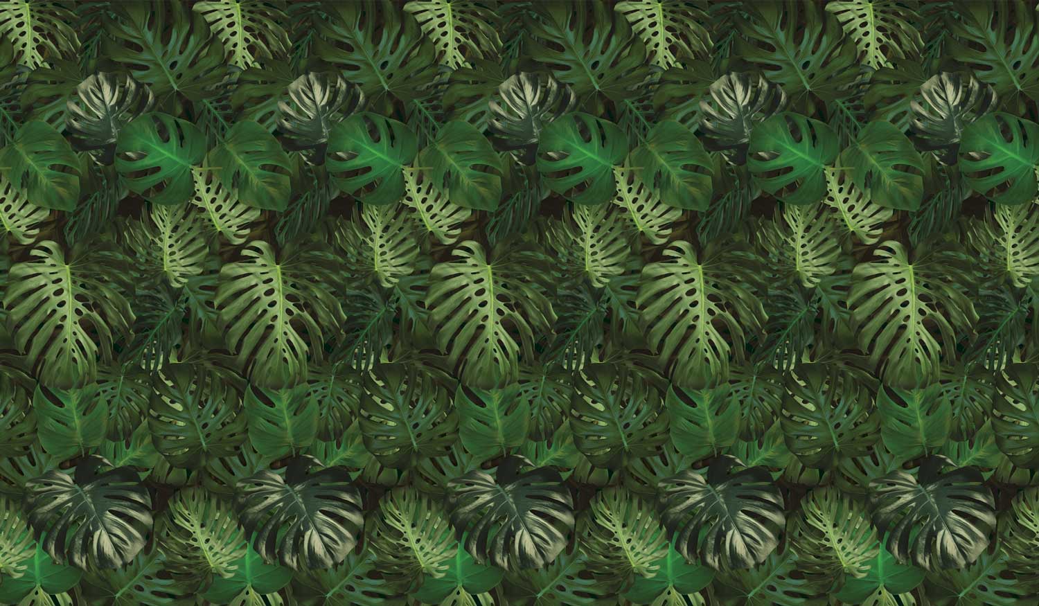 Botanical wallpaper Monstera, 97.4 x 280 cm