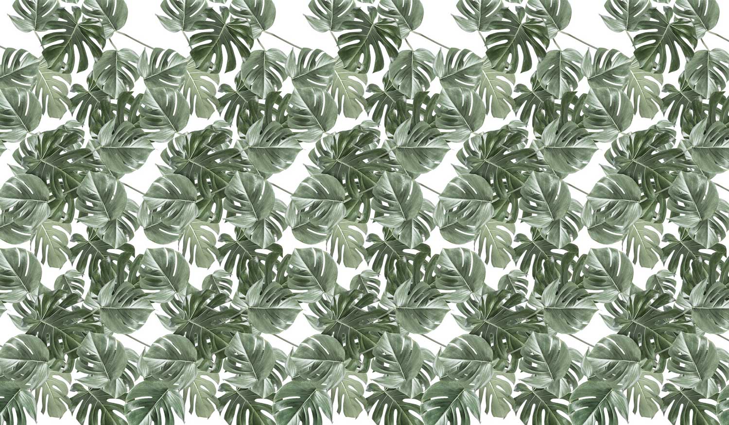 Blättertapete Monstera, 97.4 x 280 cm