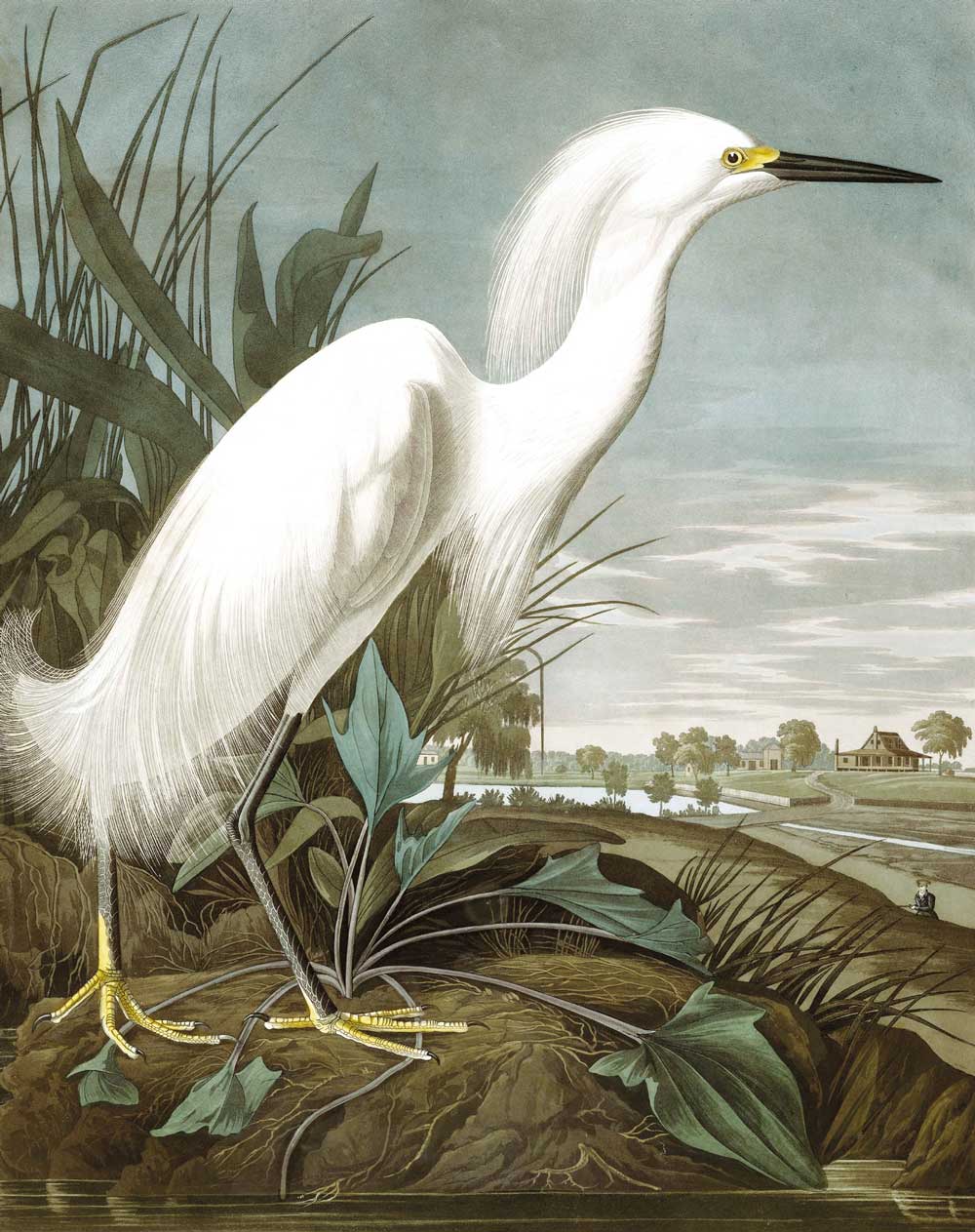 Wallpaper Panel Snowy Heron, 142.5 x 180 cm