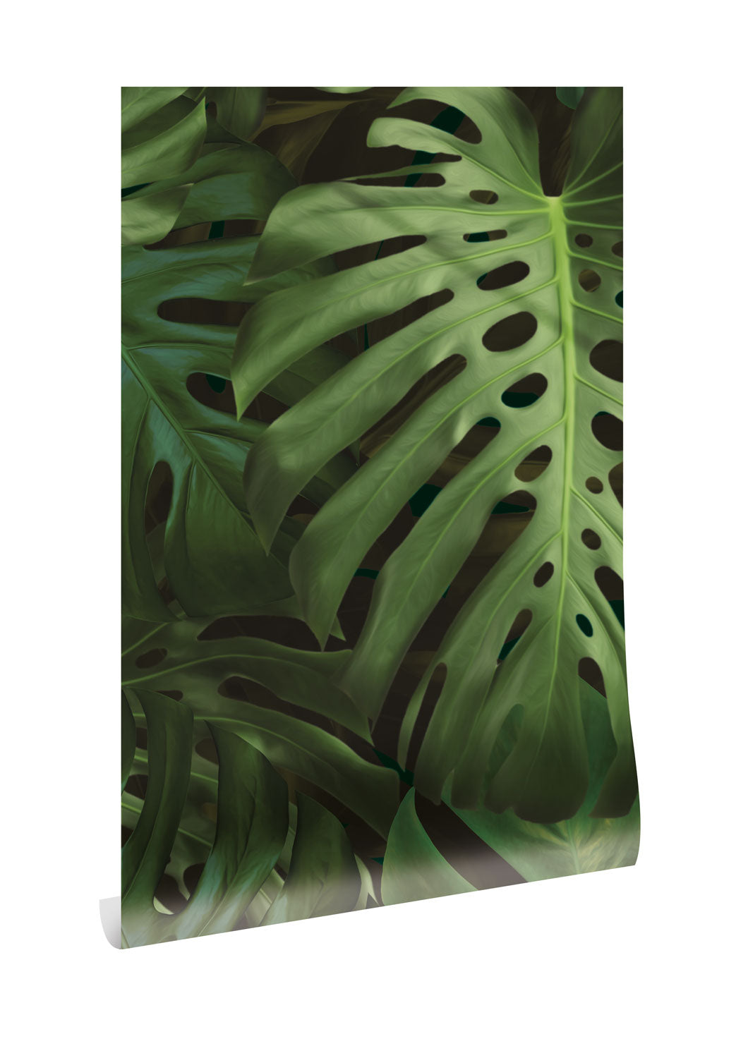 Botanisch bladeren behang, Monstera, WP-500, Packshot